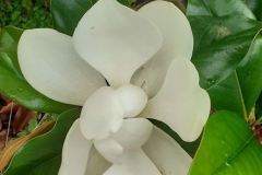 MAGNOLIA-GRANDIFLORA-FLORAISON-JUINSEPTEMBRE