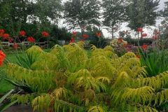 Sumac-tiger-eye-tree-FEUILLAGE-AUTOMNALE