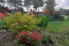 Sumac-tiger-eye-tree2