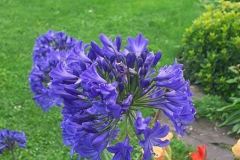 agapantes-floraisons-juinjuillet