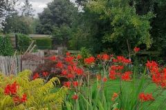 crocosmia-lucifer-floraison-juin-juillet