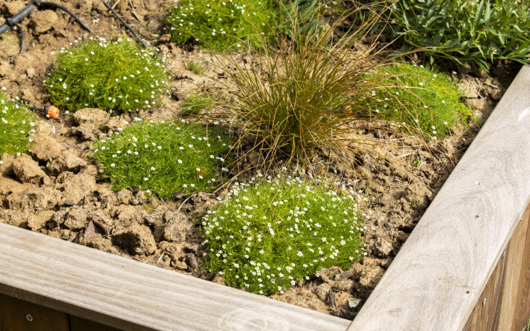 Création de jardin à Villeneuve-d’Ascq : concevez votre espace vert sur mesure