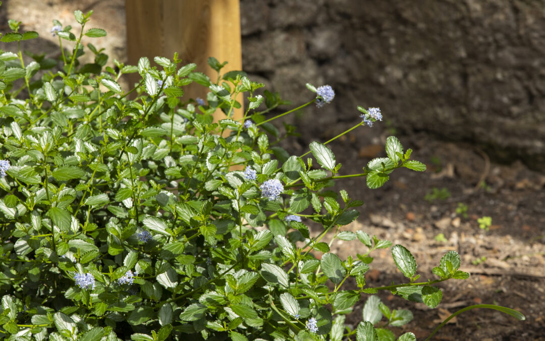 Création de jardin à Lambersart : votre jardin sur mesure