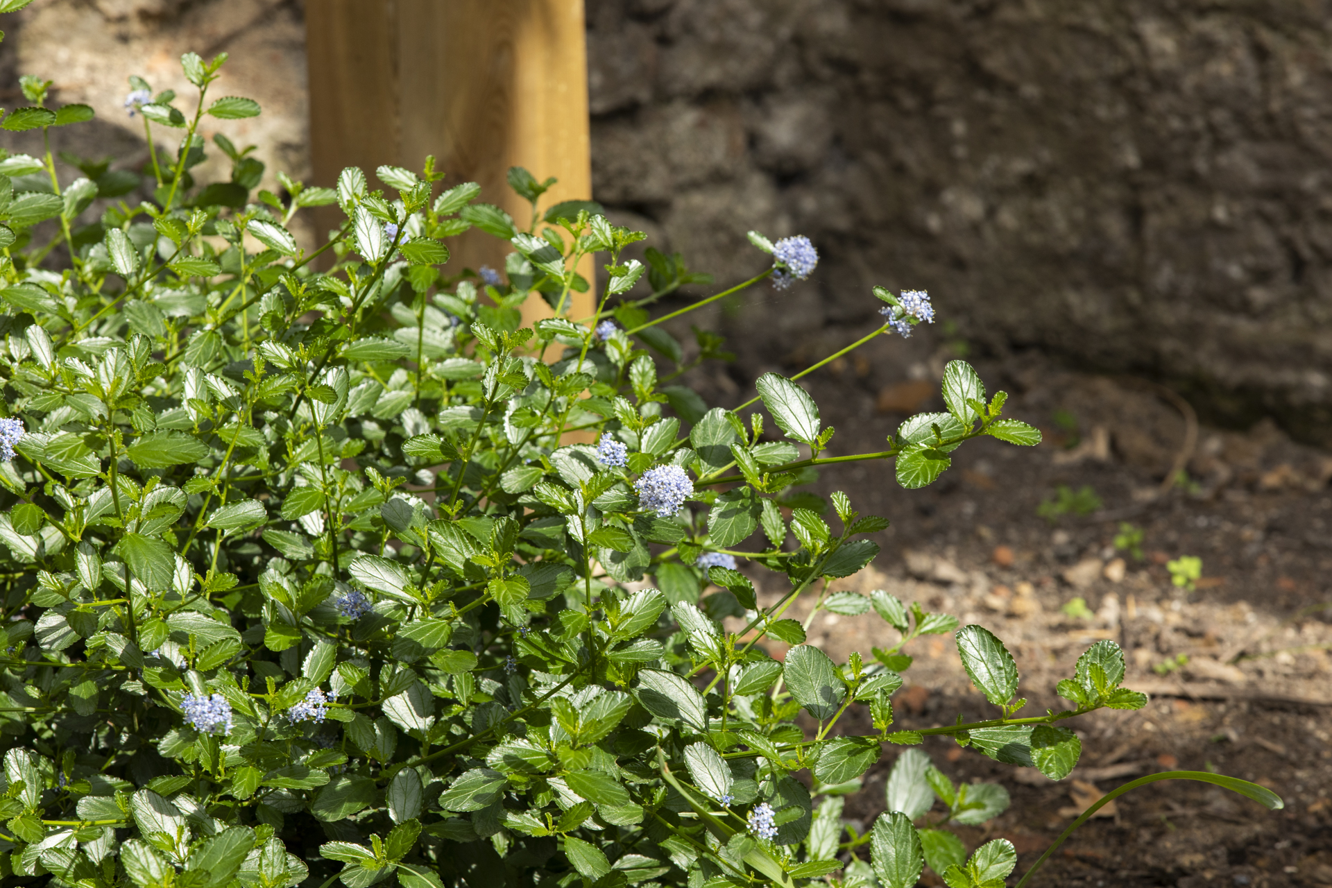 Création de jardin à Lambersart